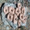Small Holds Climbing Pack of 10 Bolt-on Holds of Foot and Crimp Size (Tan) view 1