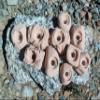Small Holds Climbing Pack of 10 Bolt-on Holds of Foot and Crimp Size (Tan) view 2