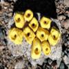 Small Holds Climbing Pack of 10 Bolt-on Holds of Foot and Crimp Size (Yellow) view 1