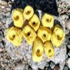 Small Holds Climbing Pack of 10 Bolt-on Holds of Foot and Crimp Size (Yellow) view 2