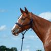 Cashel Flat Braid Halter and Leadrope, Navy view 1