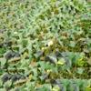 EIIDJFF Camo Netting Sun Shade Sun Protection Terrace Mesh Photography Shooting Theme Party Decoration view 4