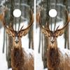C108 Deer Cornhole Board WRAP Wraps Laminated Board Boards Decal Set Decals Vinyl Sticker Stickers Bean Bag Game Vinyl Graphic Tint Image view 1