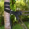 Hammock Bliss Deluxe Cinching Tree Straps - Heavy Duty and Extra Long Adjustable Straps with Seat Belt Buckle for Camping Hammock - Set of 2 view 4