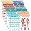 Palace Learning 20 Pack - Exercise Poster Set: Dumbbell, Suspension, Battle Rope, Stretching, Bodyweight, Barbell, Yoga, Exercise Ball - (LAMINATED, 18 x 24) view 1