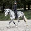 HORZE Adepto Padded All Purpose Quilted Equestrian Saddle Pad for Horses with Two-Tone Trim - Steel Grey - Horse view 4