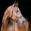 HORZE Warren Soft Adjustable Genuine Leather Horse Halter | Stainless Steel Hardware - Black - Warmblood view 4