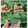 Pxzybd Camouflage Net,Oxford Cloth,Forest Landscape Camo Netting,Sun Protection/Privacy Protection,Camouflage Netting Hunting,Shade Net,2m 3m 4m 5m 6m 7m 8m 10m,jungle-3x8m(9.8 * 26.2ft) view 2