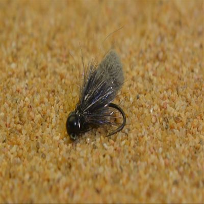 Tungsten Mop Jig Fly Size #10 - Euro Nymph Tied on Hanak Hooks - 6ct Pack (Gray Hook #10)