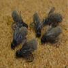 Tungsten Mop Jig Fly Size #10 - Euro Nymph Tied on Hanak Hooks - 6ct Pack (Gray Hook #10) view 2