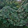 KOOEIN Camouflage Netting,Military Camouflage Net,Shade Camo Netting,Camouflage Protective Net,Woodland,Oxford Cloth,Garden Covers,Anti-uv,with Grid,3x5m/9.8x16.4ft view 4
