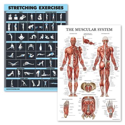 2 Pack Stretching Exercises and Muscular System Anatomy Poster Set - Laminated 2 Chart Set - Stretching Workout Routine & Muscle Anatomy Diagram [DARK] (LAMINATED, 18 x 24)