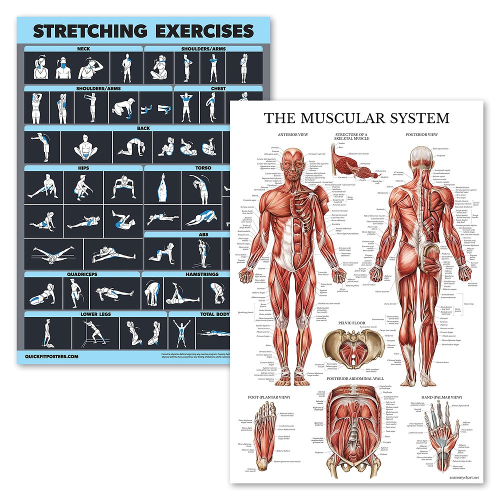 2 Pack Stretching Exercises and Muscular System Anatomy Poster Set - Laminated 2 Chart Set - Stretching Workout Routine & Muscle Anatomy Diagram [DARK] (LAMINATED, 18 x 24)