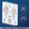2 Pack Stretching Exercises and Muscular System Anatomy Poster Set - Laminated 2 Chart Set - Stretching Workout Routine & Muscle Anatomy Diagram [DARK] (LAMINATED, 18 x 24) view 3
