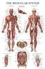 2 Pack Stretching Exercises and Muscular System Anatomy Poster Set - Laminated 2 Chart Set - Stretching Workout Routine & Muscle Anatomy Diagram [DARK] (LAMINATED, 18 x 24) view 4