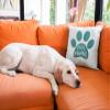 Fur Mama Iron on Decal, Dog Paw Print Heat Transfer for Clothing and DIY Crafts, Pick Size Color view 4