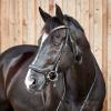 HORZE Highbury Anatomical Crystal Dressage Bridle - Black - Horse view 3