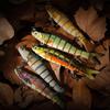 LURESMEOW Fishing Lures - Multi Jointed Swimbaits, Slow Sinking, Bionic Lifelike Swimming, Freshwater & Saltwater Bass Fishing Baits Kit - 5PCS view 4