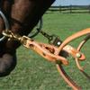 Billy Royal Harness Leather Pulley Draw Reins | 15 Long x 5/8 Wide | Unique One-Piece Design | Will Not Bind or Pinch | Great for Training | Heavy Duty Solid Brass Snaps | Light Oil Color view 4
