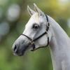 Billy Royal Paris Rolled Nose Leather Halter for Horses | 3/4" Grade A Leather | Rolled Noseband for Fine Heads | Brass Hardware | Fully Adjustable Fit | Size Two Year Old view 2