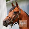 Billy Royal Paris Rolled Nose Leather Halter for Horses | 3/4" Grade A Leather | Rolled Noseband for Fine Heads | Brass Hardware | Fully Adjustable Fit | Size Two Year Old view 4