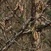 Titan 3D, Mossy Oak 3D Leafy Blind, 5' x 8' (Country DNA) view 2