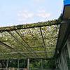 BcofoA Jungle Camouflage net, Used for Jungle Hunting, Camping, Military competitions and Other Outdoor Activities, Light and Portable (Size : 33M/9.99.9ft) view 4