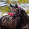 LeMieux Vogue Fleece Headcollar - Halter & Leadrope (Burgundy - X-Full) view 2