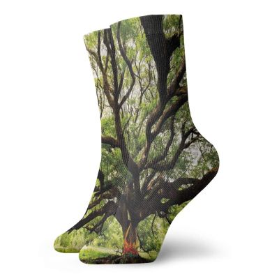 Nature Funny Compression Socks Women and Men,The Largest Monkey Pod Tree In Thailand Eastern Green Big Branches Growth Eco Photo,Best for Circulation,Running,Athletic,Nurse,Travel,Green Brown -12 inch