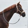 HORZE Kiel Adjustable Horse Halter with Fleece Padding - Tan - Cob view 4