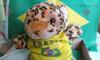 Spotted cheetah leopard baby tiger REDBROKOLY Mascot