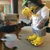 SPOTSOUND Gray and yellow eagle REDBROKOLY Mascot all hairy view 1