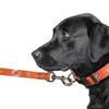 Littlearth Miami Dolphins NFL Premium Pet Leash view 3