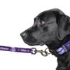 Littlearth NFL Minnesota Vikings Pet Premium Lead, Team Color, 3Q view 2