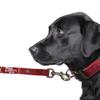 Littlearth NFL San Francisco 49ers Pet Premium Lead, Team Color, 3Q view 3