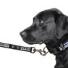 Littlearth NFL Las Vegas Raiders Pet Premium Lead, Team Color, 3Q view 3