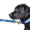 Littlearth NFL Detroit Lions Pet Premium Lead, Team Color, 3Q view 3