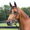 Billy Royal Arabian Training Bridle for Horses | 5/8" Harness Leather | Quick Bit Change Snaps | Solid Brass Hardware | Double-Stitched Browband | Adjustable Fit | Color Black view 2