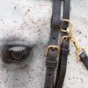 Billy Royal Arabian Training Bridle for Horses | 5/8" Harness Leather | Quick Bit Change Snaps | Solid Brass Hardware | Double-Stitched Browband | Adjustable Fit | Color Black view 4