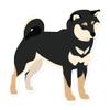 Black & Tan Shiba Inu Dog Owner Lover Vinyl Sticker