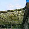 BcofoA Jungle Camouflage net, Camping Hunting Camo Netting, Outdoor Garden Activities Decorative Sunscreen net, Various Size are Available (Size : 520M/16.566FT) view 3