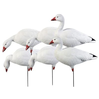 Avery Pro-Grade Full Body Snow Goose Harvester Decoy 6-Pack | 4 Fixed Head Positions (Feeder, Looker, Rester, Active) - 71201