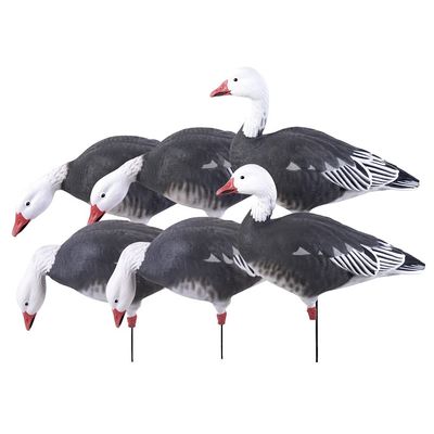 Avery PG FB Blue-Harvester Pack (6-Pack) (71202)