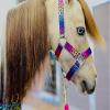Star Point Horsemanship Rainbow Cheetah Halter (Rainbow Cheetah, Medium Mini 28-32") view 1