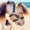 Star Point Horsemanship Rainbow Cheetah Halter (Rainbow Cheetah, Medium Mini 28-32") view 2