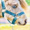Star Point Horsemanship Rainbow Cheetah Halter (Rainbow Cheetah, Medium Mini 28-32") view 3