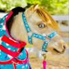 Star Point Horsemanship Rainbow Cheetah Halter (Rainbow Cheetah, Medium Mini 28-32") view 4