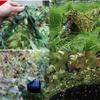 BcofoA Jungle Camouflage nets, Military Sunscreen Camo Netting, Camping and Hunting Garden Decoration, car Concealment, Light and Durable. (Size : 1.5Mx8M(4.9ftx26.2ft)) view 2