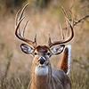 Haydel's Game Calls Inc. DG-87 Buck Calls for Whitetail Deer view 4