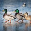 Haydel's Game Calls Inc. DP-05 Duck Call Pack, Includes DR-85 and GW-01 view 4